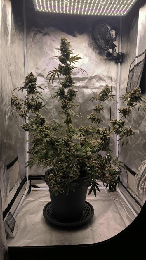 Havlik Growfamily. Week 10