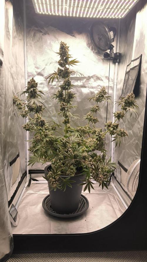 Havlik Growfamily. Week 10