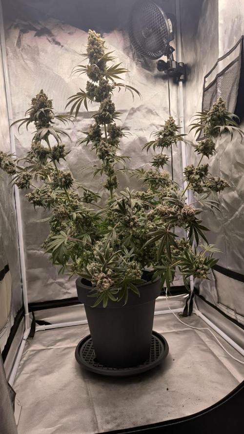 Havlik Growfamily. Week 10