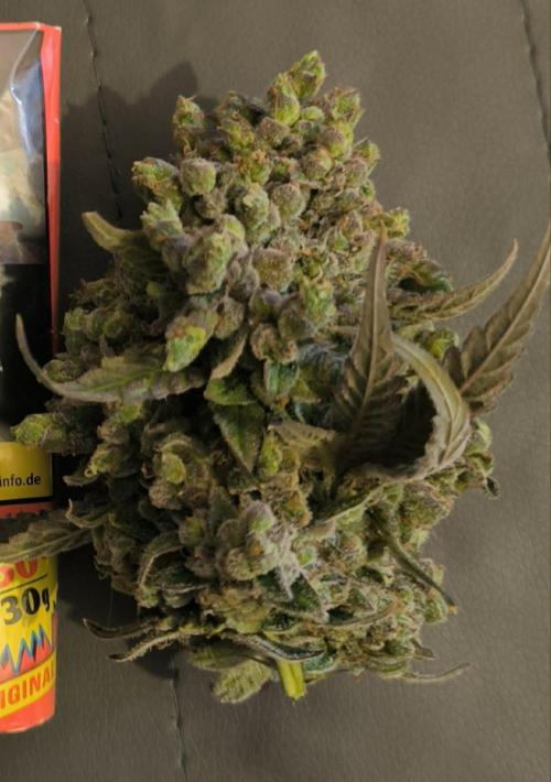 Kingston Punch. Week 10