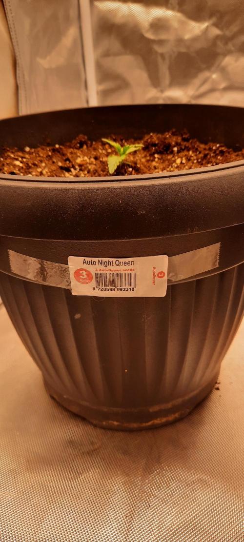 Auto night Queen. Week 0