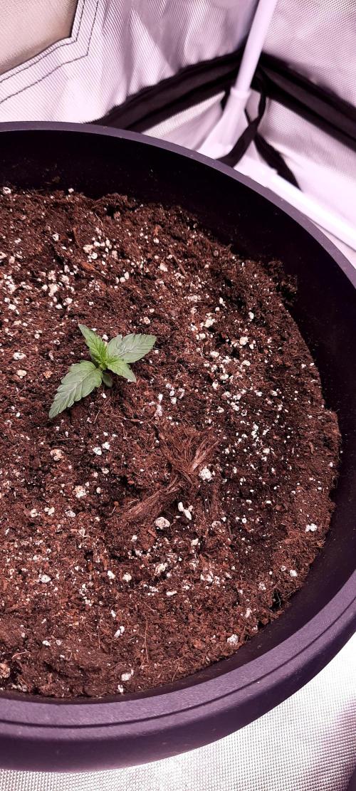 Auto night Queen. Week 0