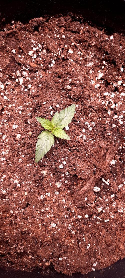 Auto night Queen. Week 0