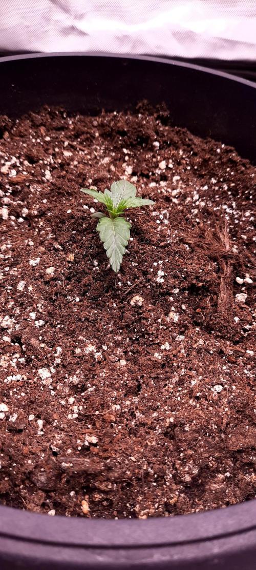 Auto night Queen. Week 0