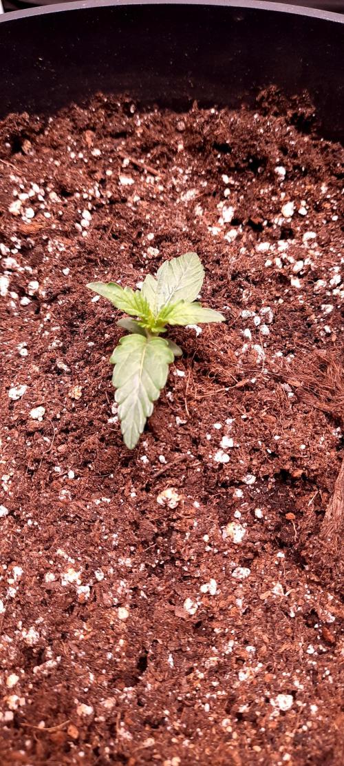 Auto night Queen. Week 0