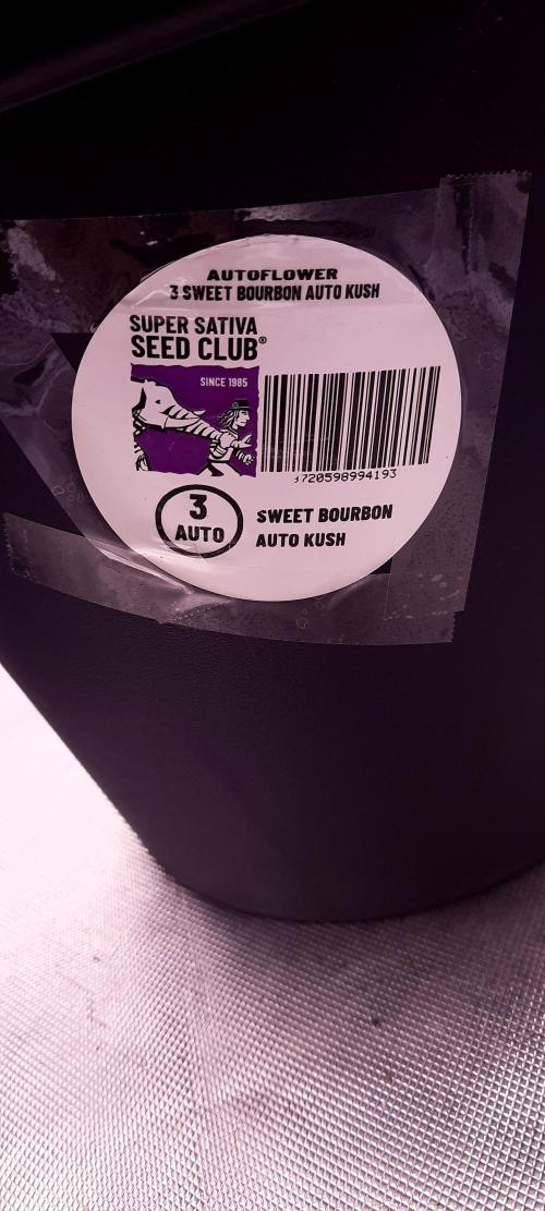 Auto Sweet Bourbon  kush. Week 0