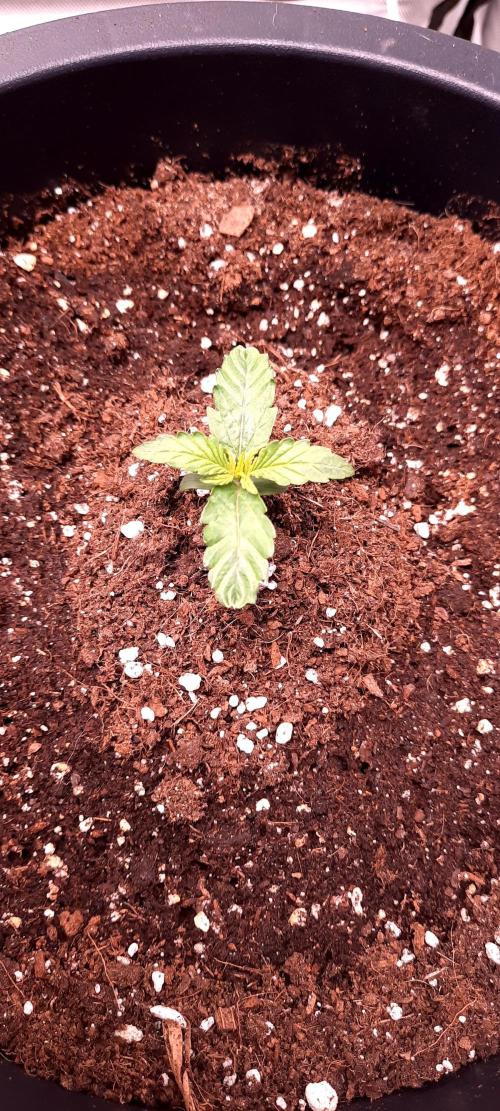 Auto Sweet Bourbon  kush. Week 0