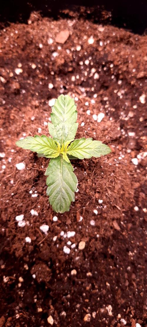 Auto Sweet Bourbon  kush. Week 0