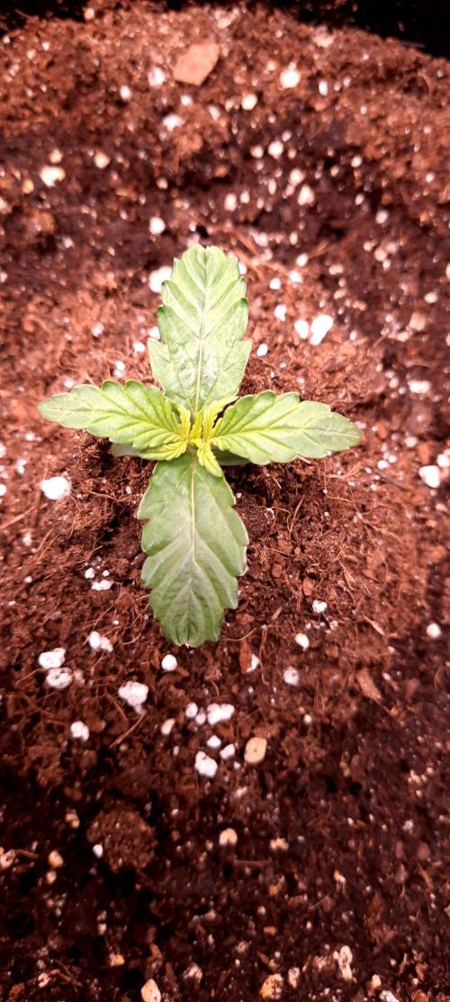 Auto Sweet Bourbon  kush. Week 0