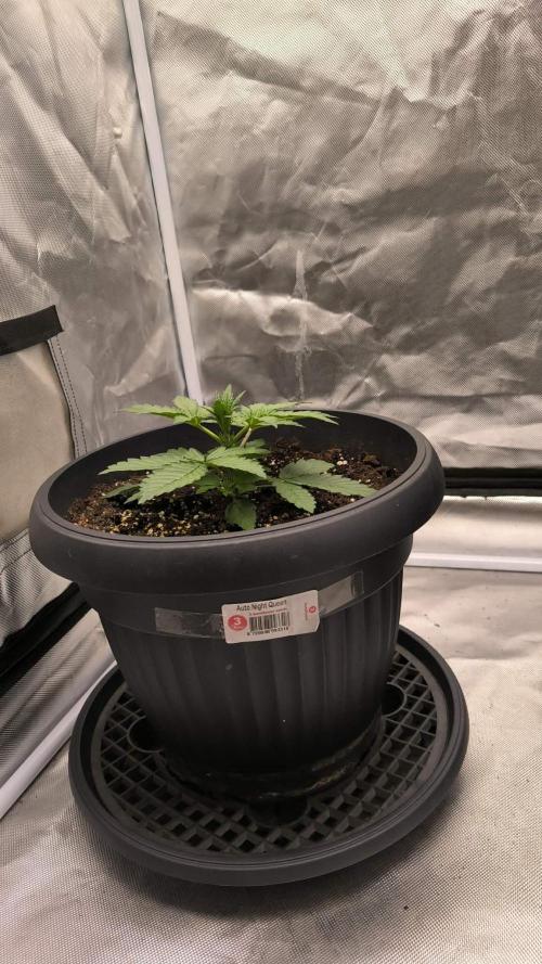 Auto night Queen. Week 2