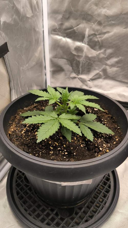 Auto night Queen. Week 2
