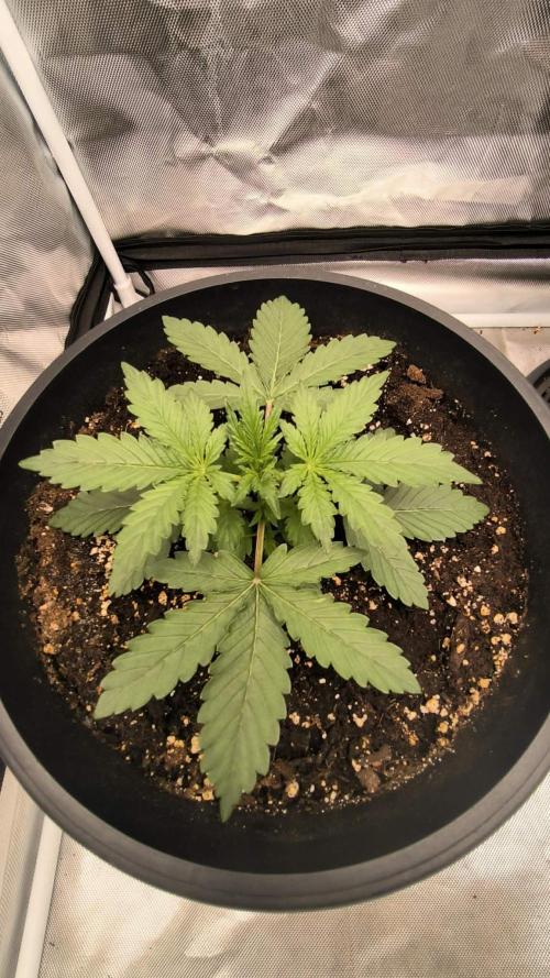 Auto night Queen. Week 2