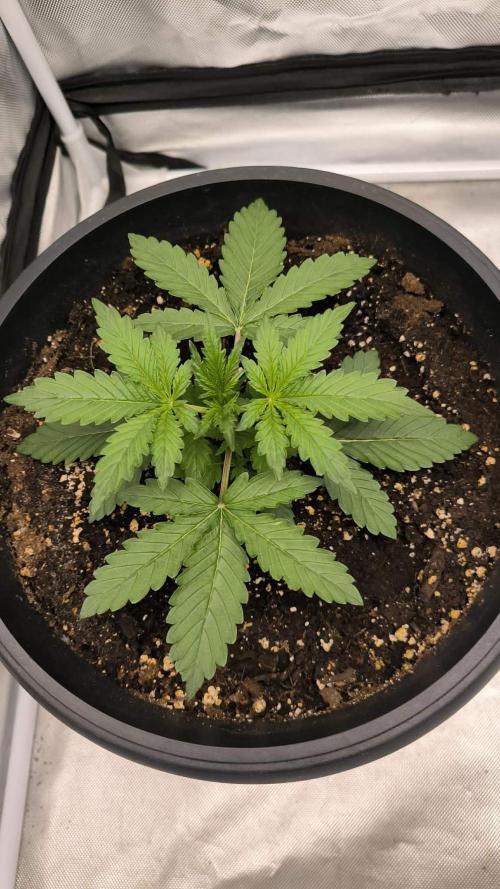 Auto night Queen. Week 2