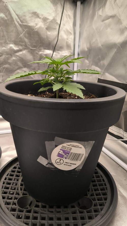 Auto Sweet Bourbon  kush. Week 2