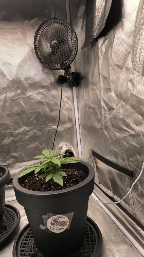 Auto Sweet Bourbon  kush. Week 2