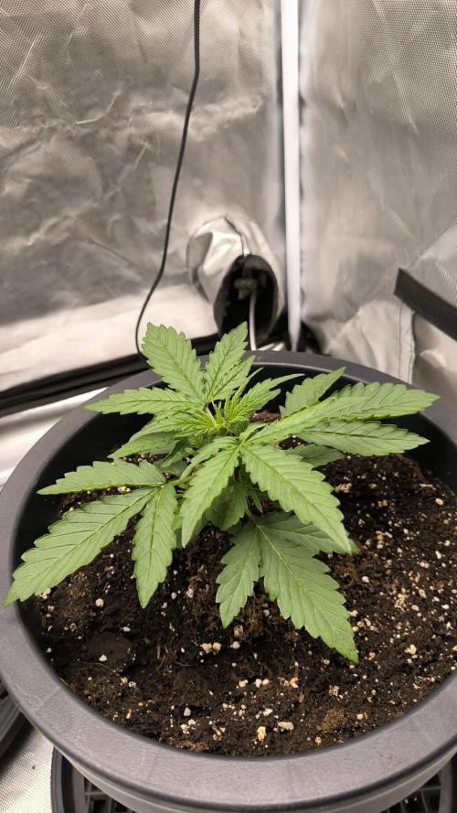 Auto Sweet Bourbon  kush. Week 2