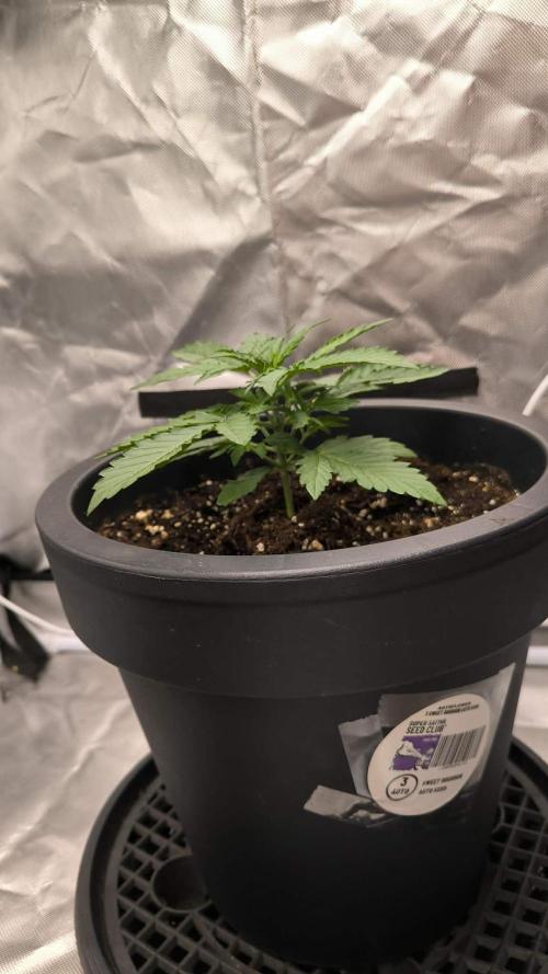 Auto Sweet Bourbon  kush. Week 2