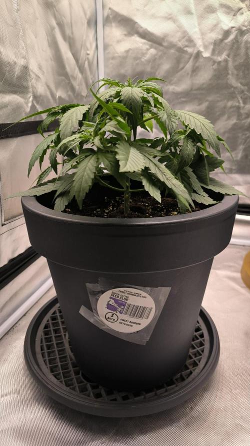 Auto Sweet Bourbon  kush. Week 3
