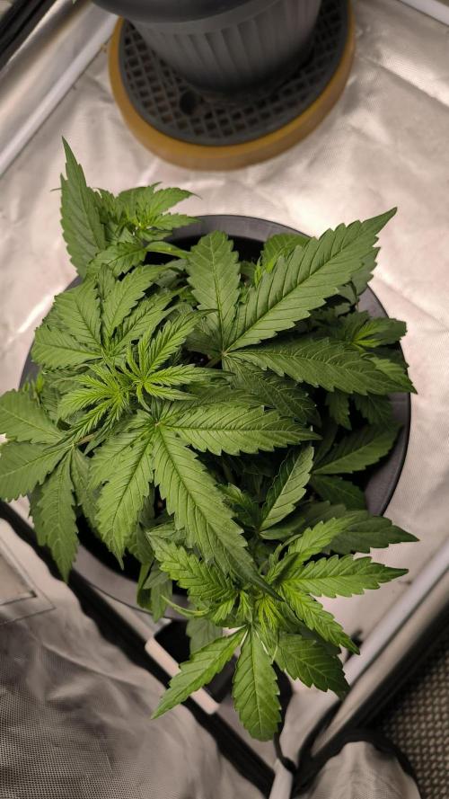 Auto Sweet Bourbon  kush. Week 3