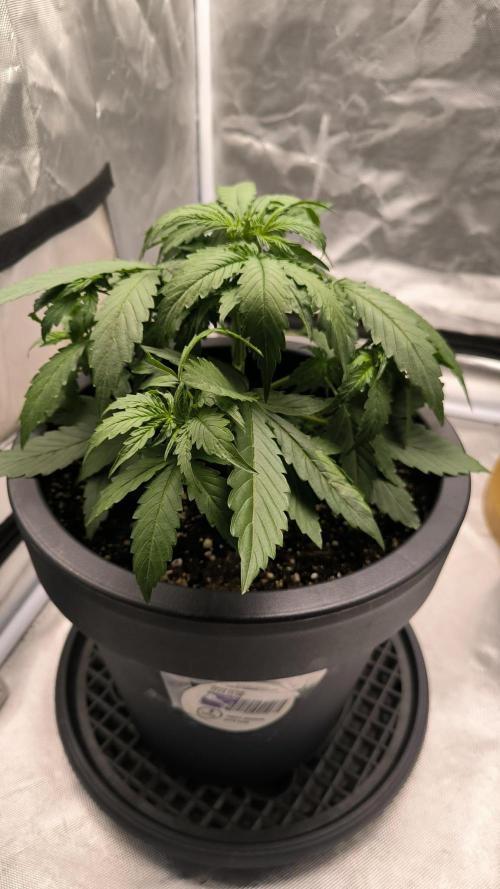 Auto Sweet Bourbon  kush. Week 3