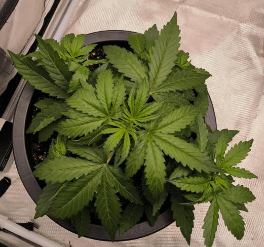 Auto Sweet Bourbon  kush. Week 3