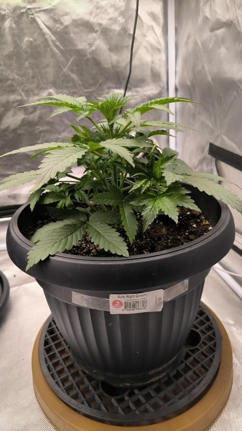 Auto night Queen. Week 3