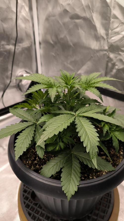 Auto night Queen. Week 3