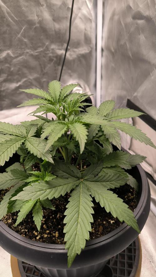 Auto night Queen. Week 3