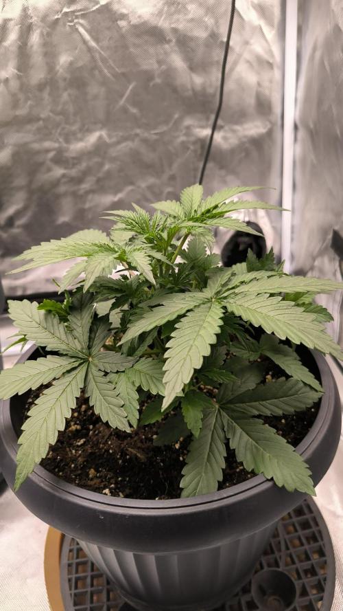 Auto night Queen. Week 3