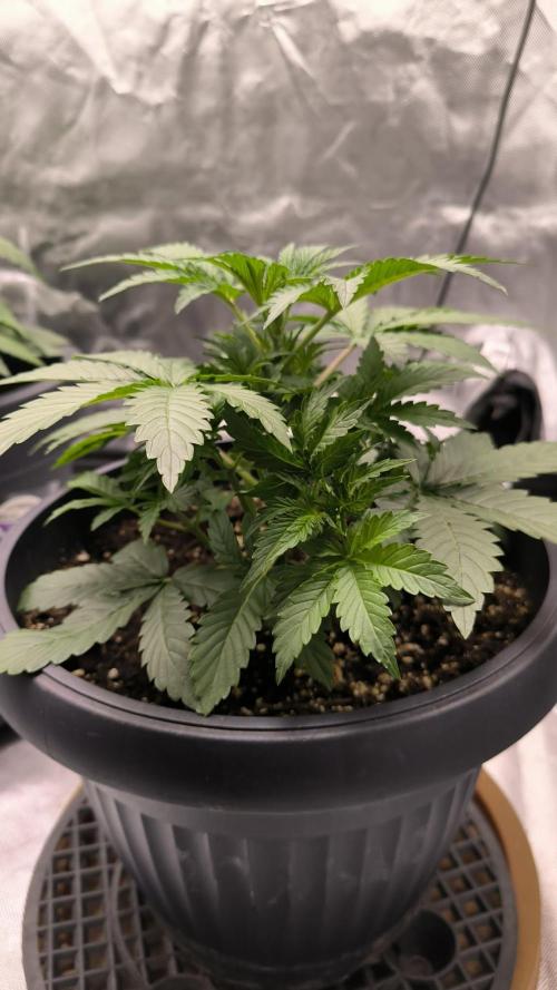 Auto night Queen. Week 3