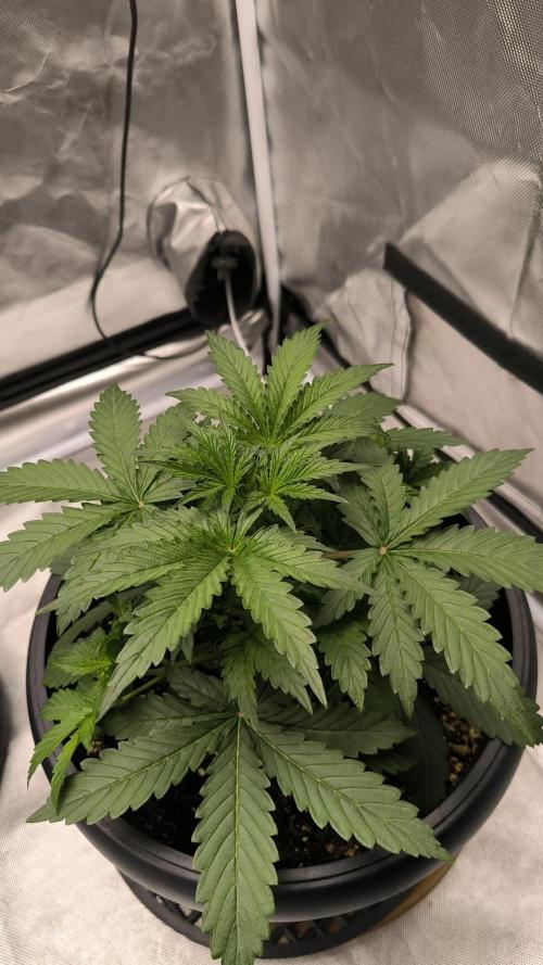 Auto night Queen. Week 3