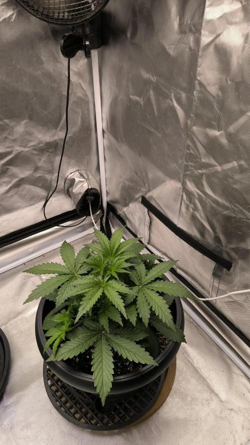 Auto night Queen. Week 3