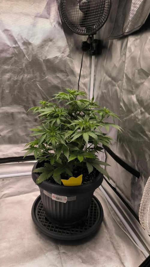 Auto night Queen. Week 4