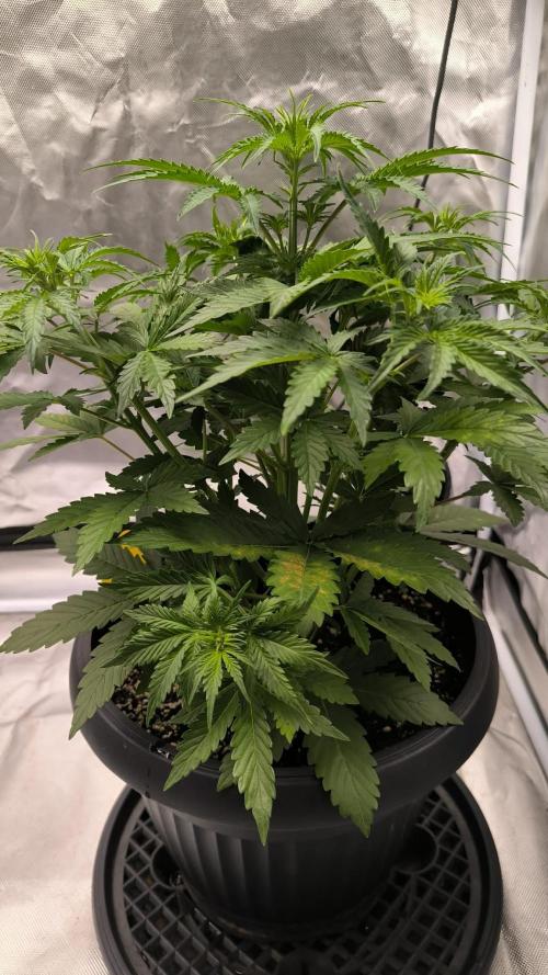 Auto night Queen. Week 4