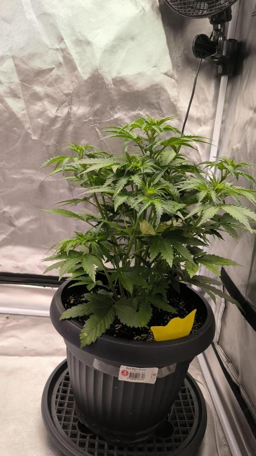 Auto night Queen. Week 4