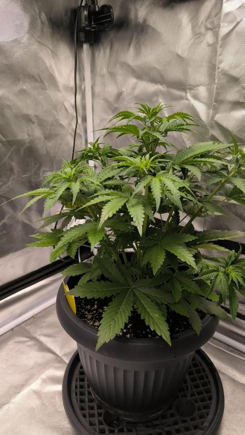 Auto night Queen. Week 4