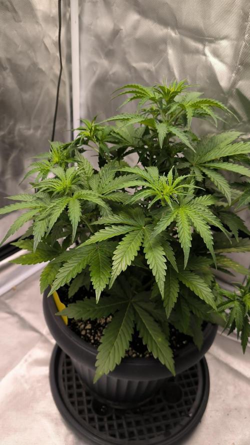 Auto night Queen. Week 4