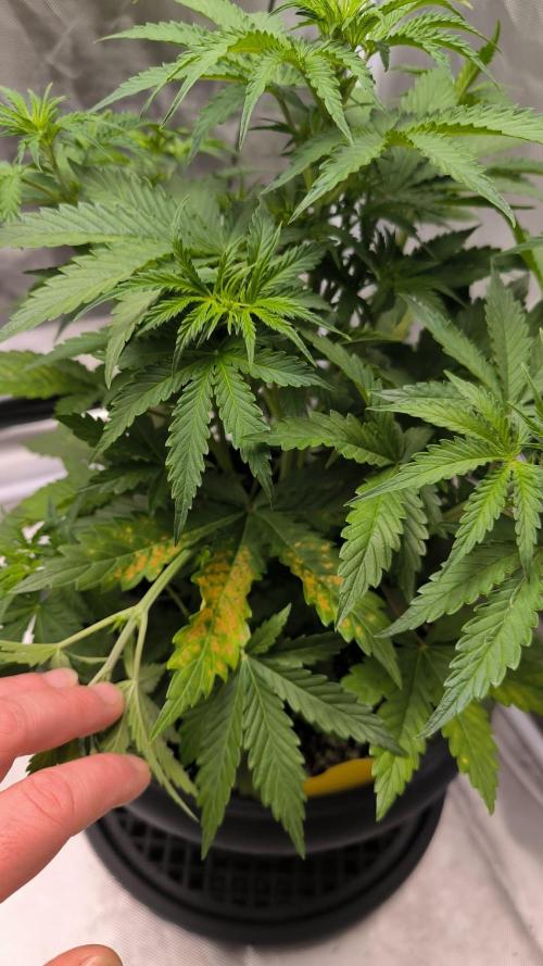 Auto night Queen. Week 4