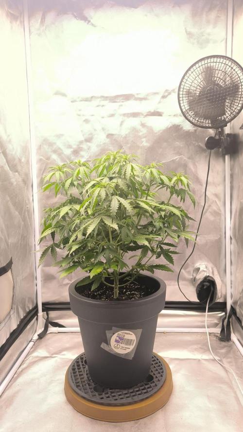 Auto Sweet Bourbon  kush. Week 4