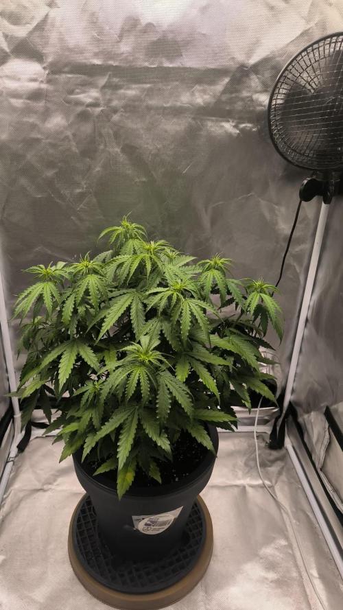 Auto Sweet Bourbon  kush. Week 4