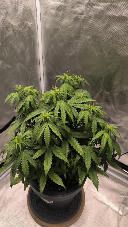 Auto Sweet Bourbon  kush. Week 4