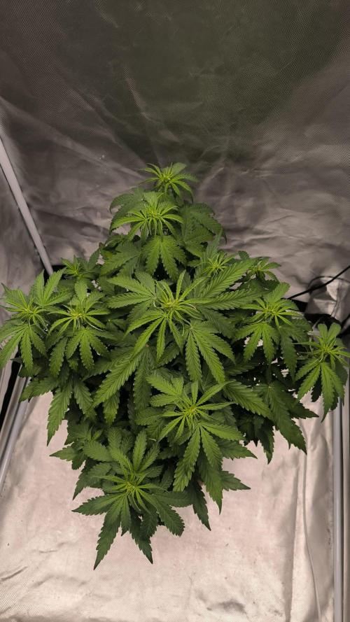 Auto Sweet Bourbon  kush. Week 4