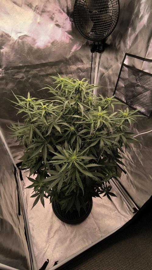 Auto Sweet Bourbon  kush. Week 5