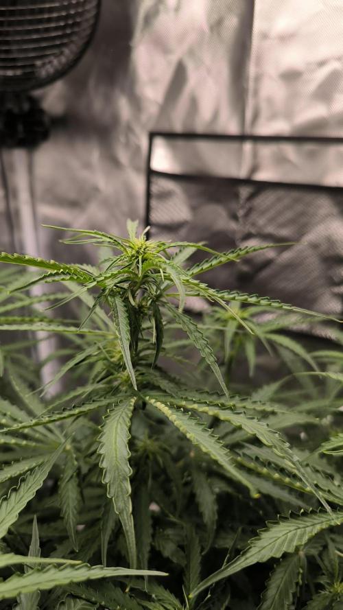 Auto Sweet Bourbon  kush. Week 5