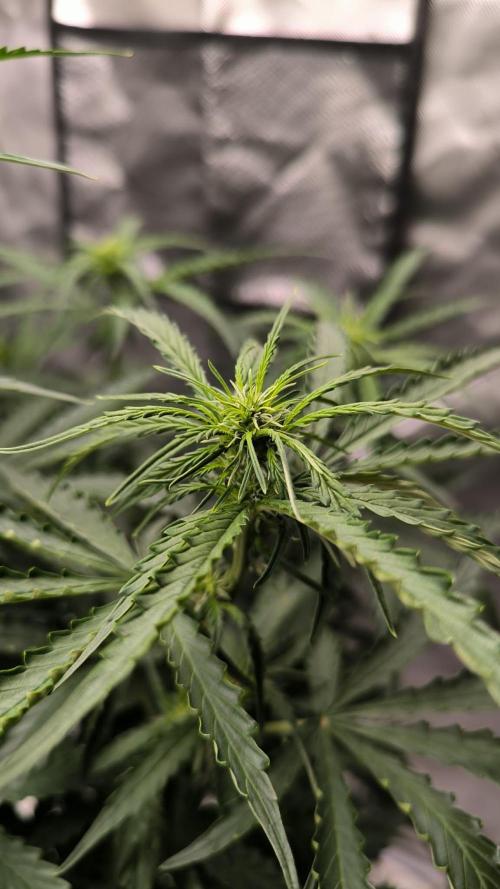 Auto Sweet Bourbon  kush. Week 5