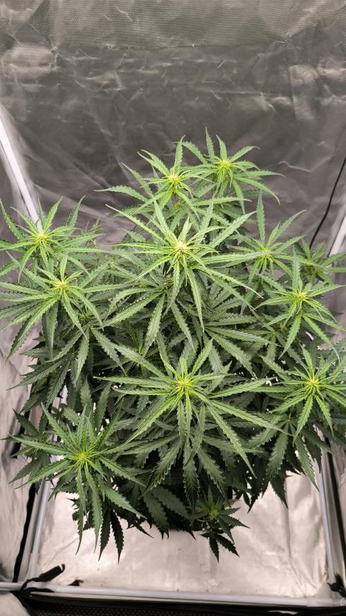 Auto Sweet Bourbon  kush. Week 5