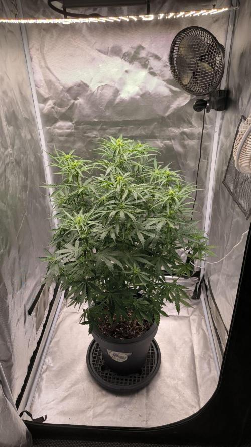 Auto Sweet Bourbon  kush. Week 5