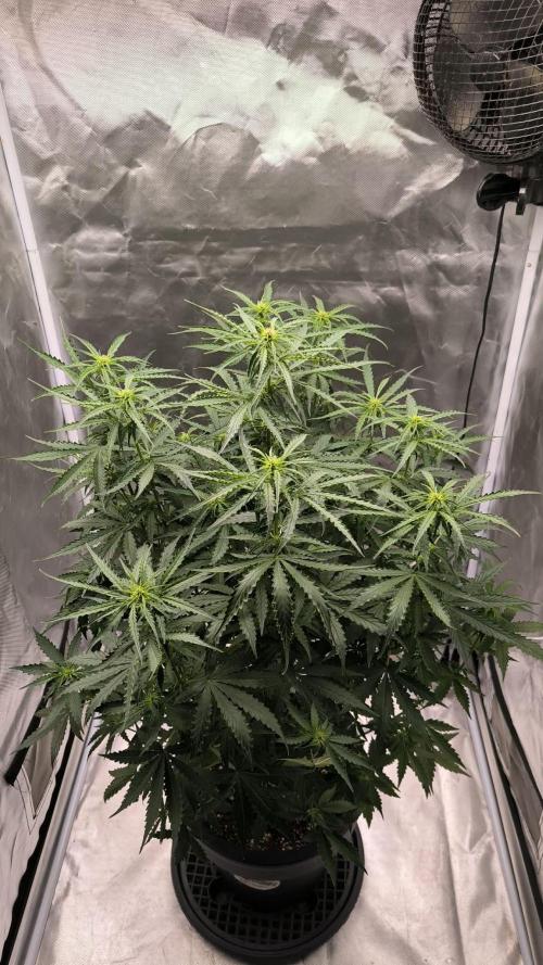 Auto Sweet Bourbon  kush. Week 5