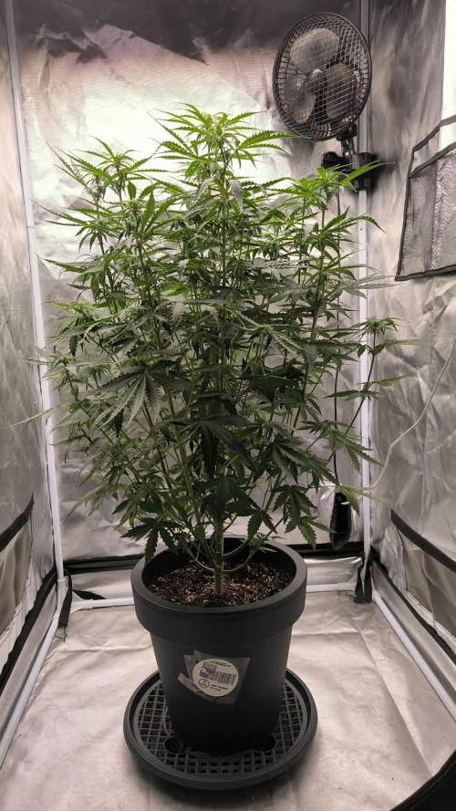 Auto Sweet Bourbon  kush. Week 5