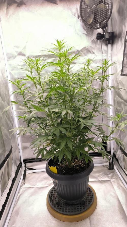 Auto night Queen. Week 5